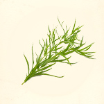 Tarragon